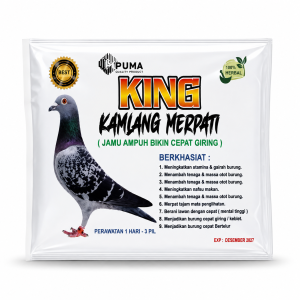 king-kamlang-merpati-jamu-herbal-merpati-cepat-giring-tingkatkan-stamina